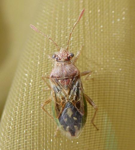 Réf. 189 275 : Rhopalus parumpunctatus